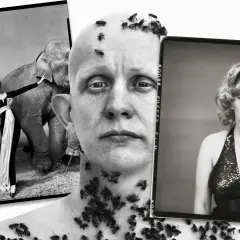 Un collage de imágenes icónicas de Richard Avedon: una mujer con elefantes, un hombre cubierto de abejas y Marilyn Monroe.
